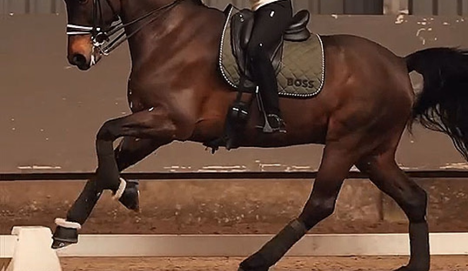 Morgan Barbançon schooling Magic Mike (by Spielberg x Patijn) at home in Belgium