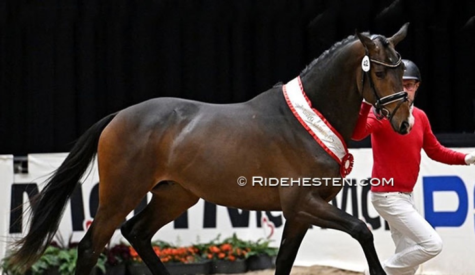 Go Magic (by Helium x Friedensfurst) at the 2025 Danish Warmblood stallion licensing :: Photo © Ridehesten
