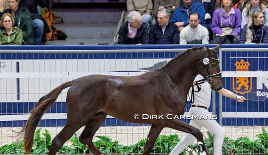 Scott Nicolas (by for Romance x Vitalis) at the 2025 KWPN Stallion Licensing :: Photo © Dirk Caremans