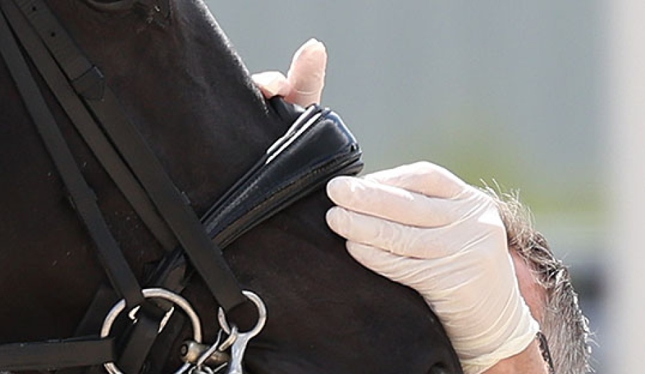 Noseband tightness being checked by a steward :: Photo © Astrid Appels