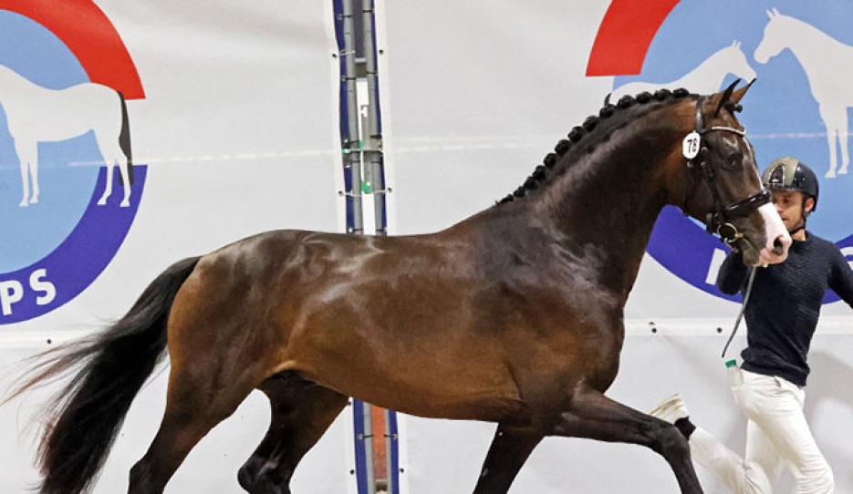 So Next Level, the champion of the 2025 NRPS Stallion Licensing :: Photo © Sandra Nieuwendijk