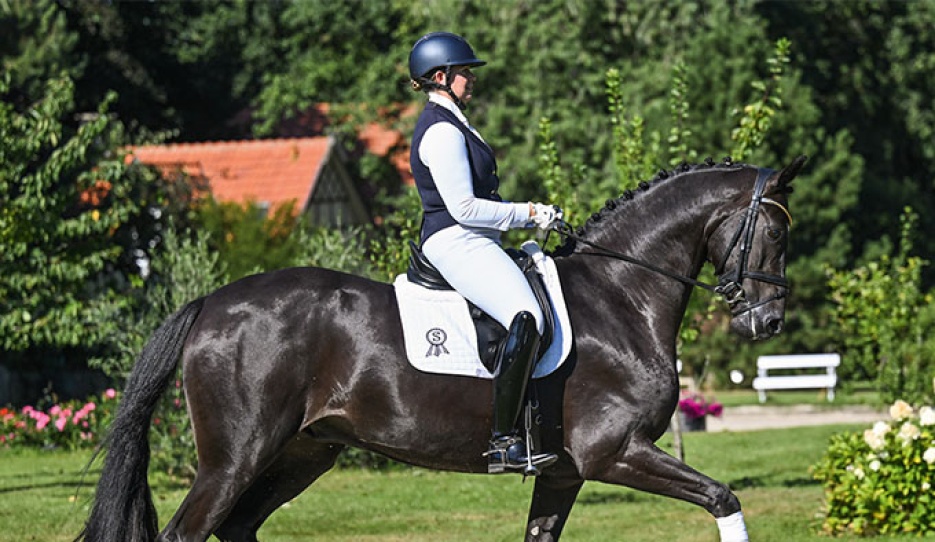 Donato (by Donier x Don Primero x Sandro Hit)