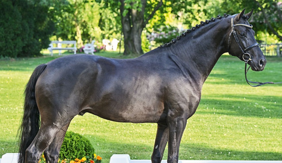 Rendezvous (by Bordeaux x Galaxie x Vivaldi)