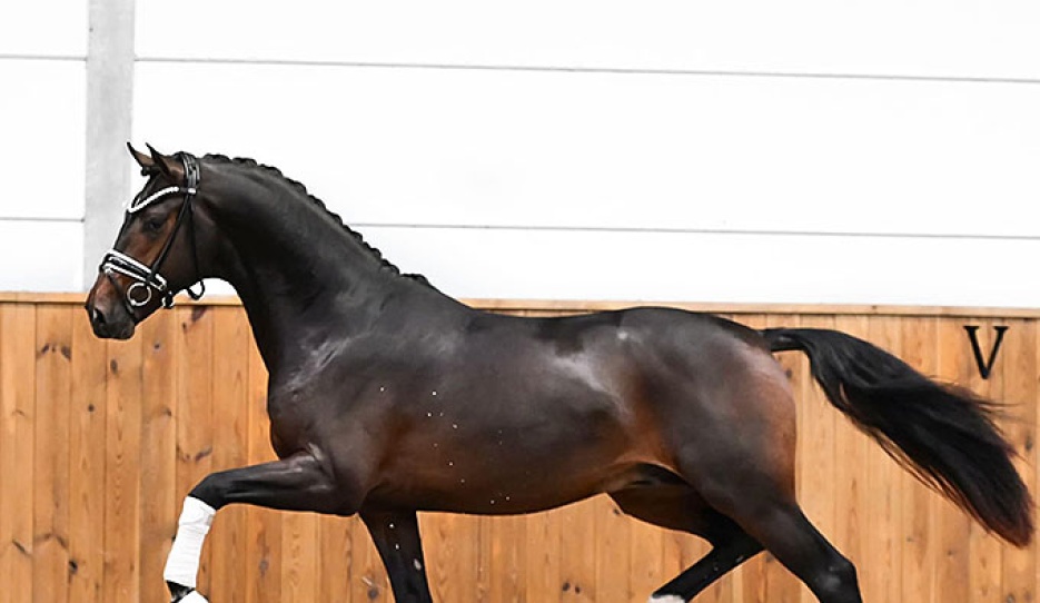 Tiiësto M (by My Blue Horse Santiano x High Five U.S. x Krack C)