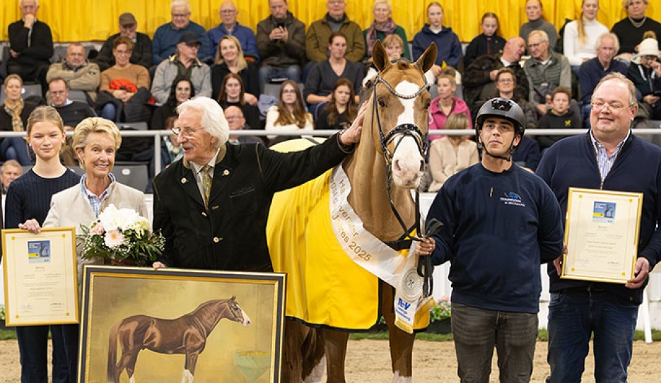 Benicio was named Hanoverian Stallion of the Year 2025 :: Photo © Hannoveraner Verband