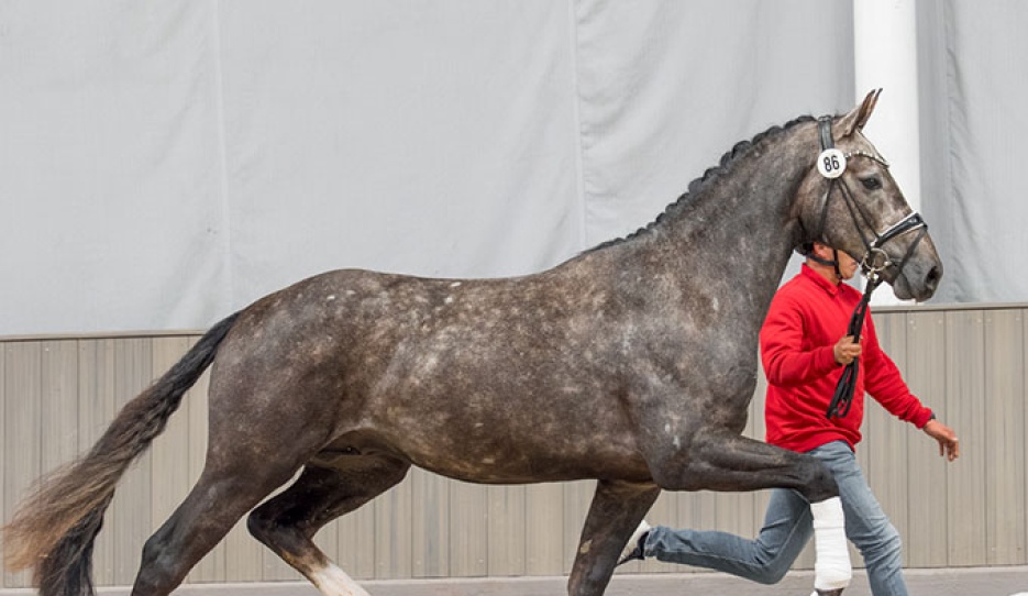 Be My Dancer x Belantis