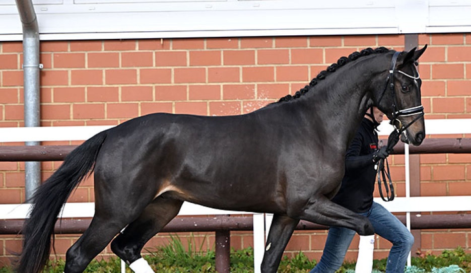 Eliseo PS, full brother to the premium stallion Expectation PS (by Escamillo x Furst Romancier)