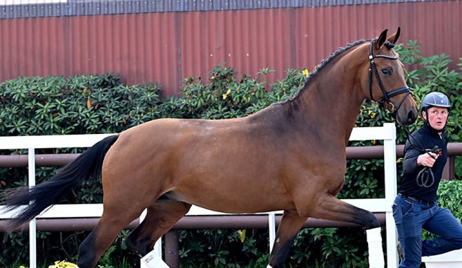 Volare PS (by Va Bene x Foundation x Sir Donnerhall)