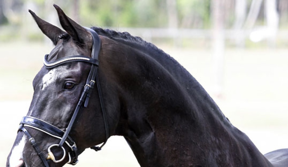 Stedinger at Springside Warmbloods in Australia :: Photo © Amy Sue Alston