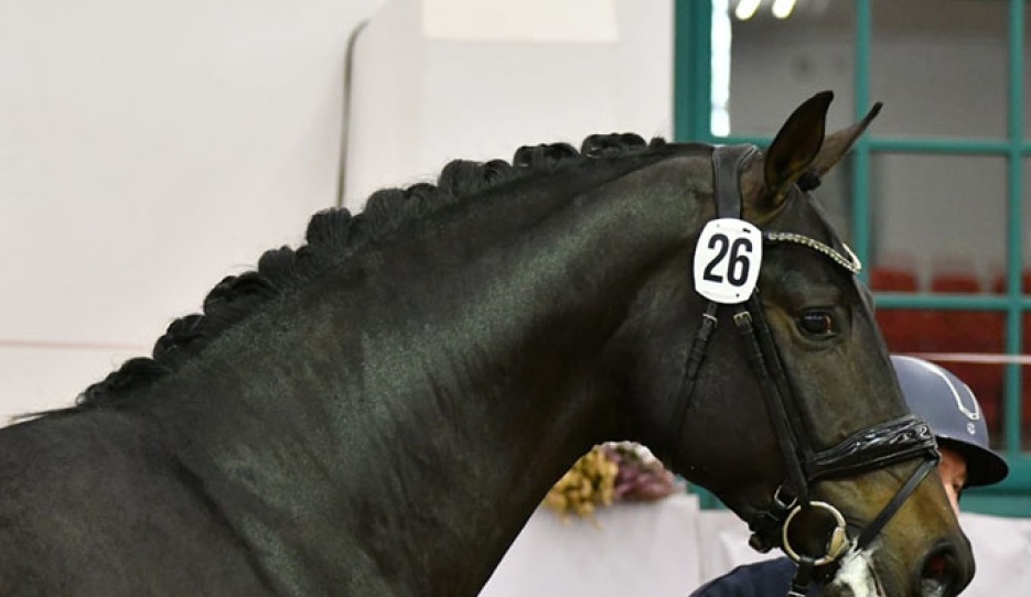 A nameless colt by Glamdale x Foundation is the 2025 Mecklenburger Licensing Champion :: Photo © PZV Mecklenburg 