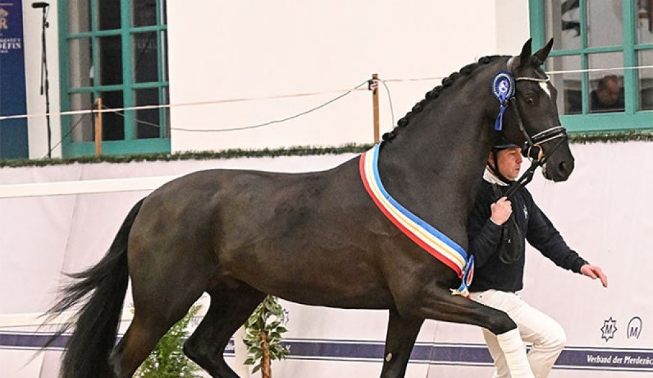 Exact PS (by Escanto PS x Secret x Zonik x Sir Donnerhall) :: Photo © Kiki Beelitz