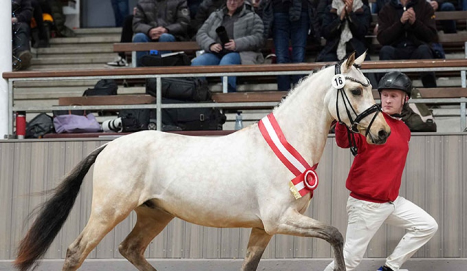 The Westfalian pony licensing champion stallion by Dating AT x Hilkens Blak Delight,