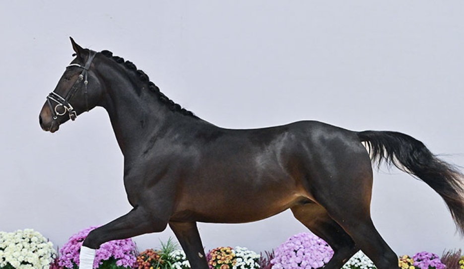 Cat. Nr. 20 Silver Dream BH (by Dynamic Dream - Labradoras II) :: Photo © OLD Art