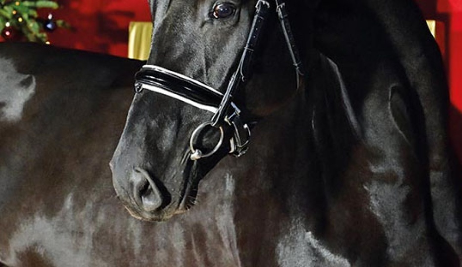 14th Oldenburg Special Edition