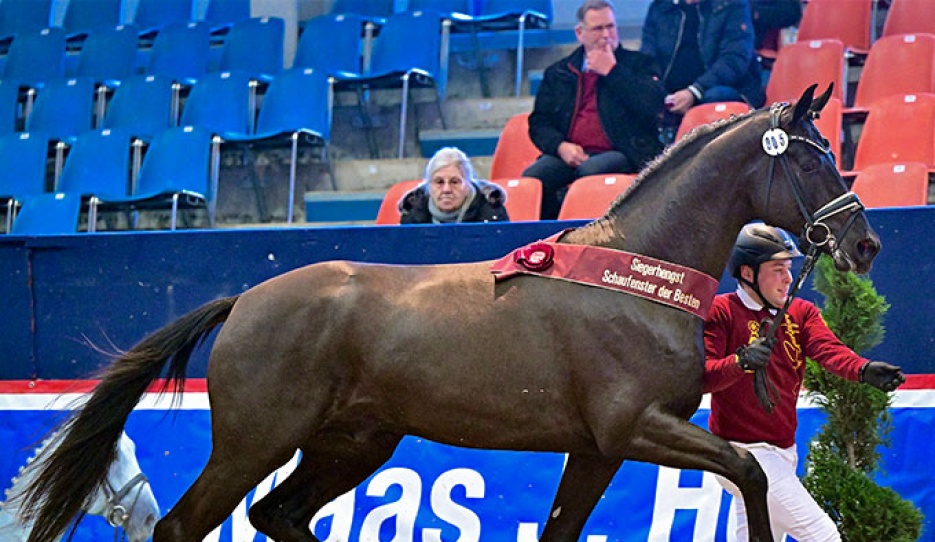 The champion of the 2026 Brandenburg Stallion Licensing in Neustadt/Dosse :: Photo © Bjorn Schroeder