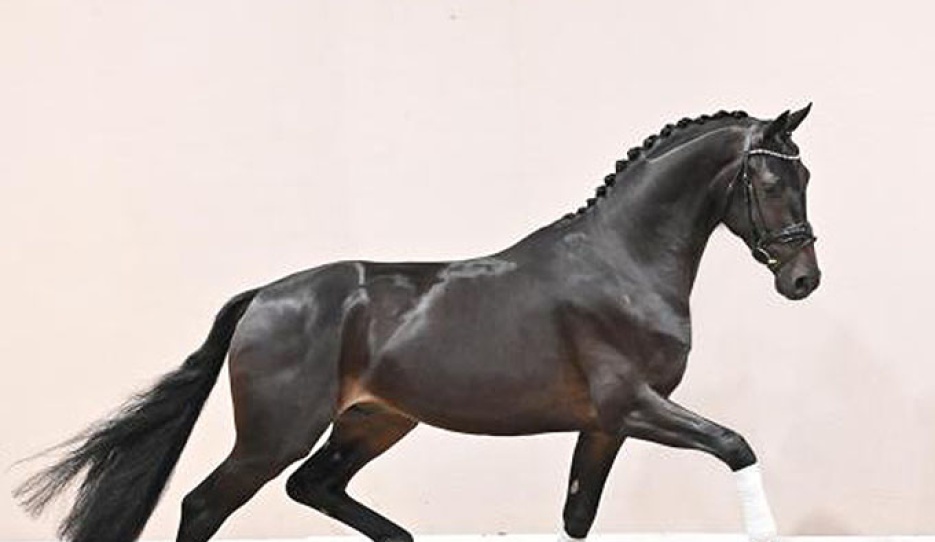 The Oldenburg licensed Faber-Castell  (by    Fynch Hatton - Charmeur - Voice ) 