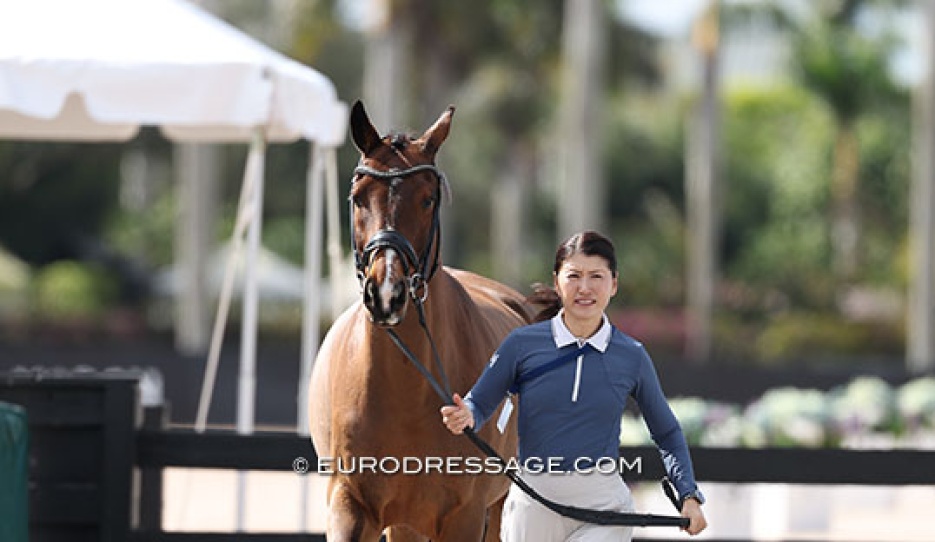 Akiko Yamazaki and Grey C Carrus trotting up for the 2026 CDI Wellington on 5 - 8 February 2026