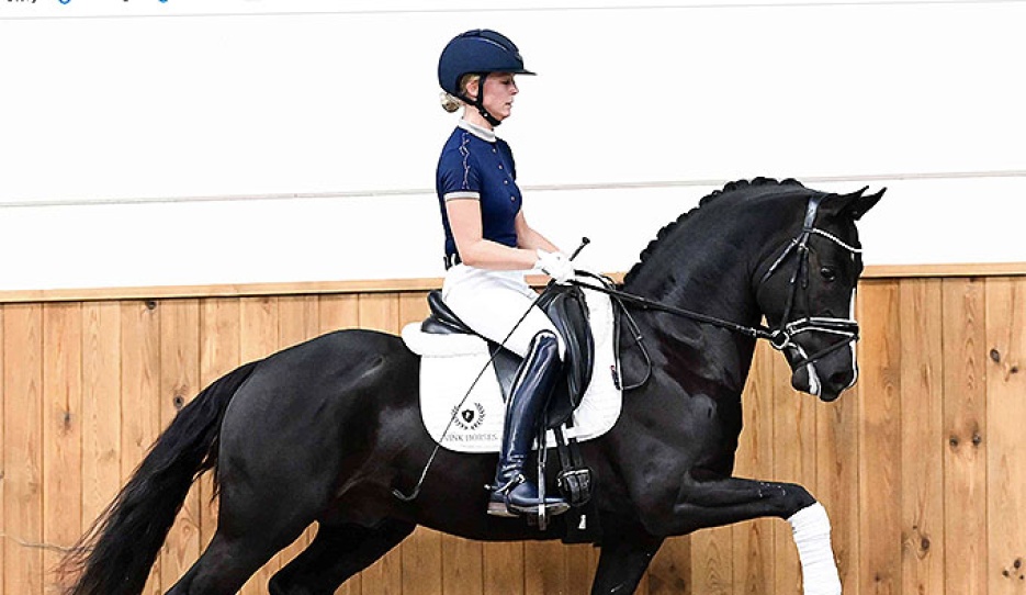 Lincoln van den Hout (by Sloot's Sir Thor x De Goede Ree's Alwin) 