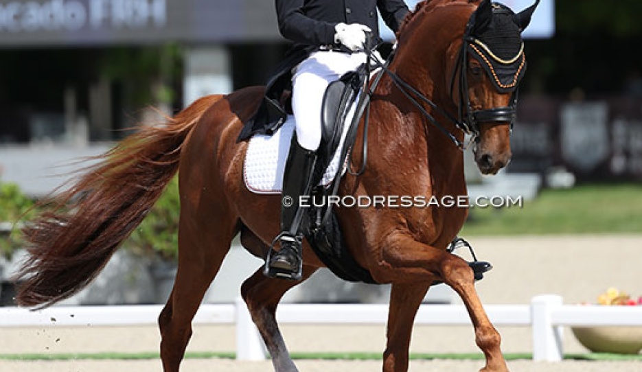 Matthias Rath on Destacado at the 2025 CDIO Compiegne :: Photo © Astrid Appels