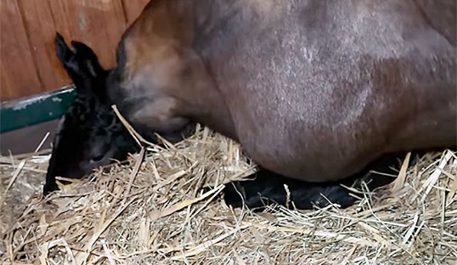 Dalera with her newborn foal :: Photo © Jessica von Bredow-Werndl