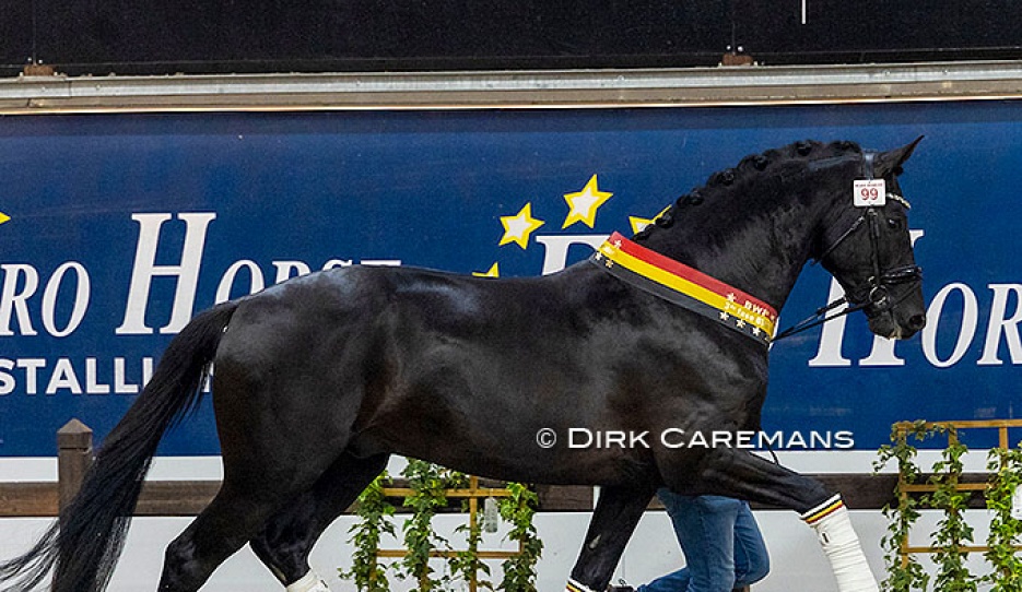 Avici ECH (by Millennium x Secret) :: Photo © Dirk Caremans