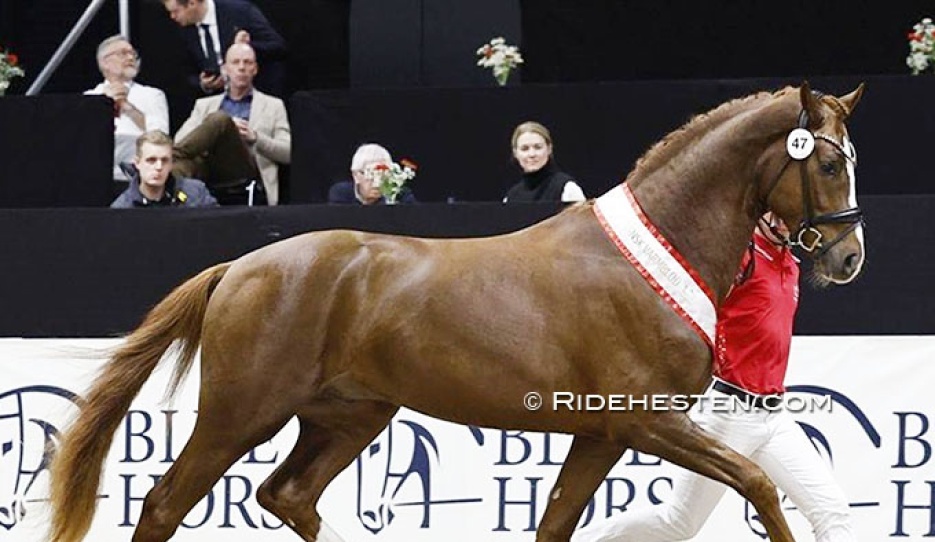 Fireball (by Fifty-Fifty x Blue Hors Don Schufro) :: Photo © Ridehesten