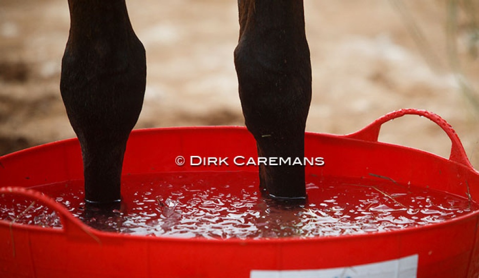Horses' legs being iced at the 2018 World Equestrian Games :: Photo © Dirk Caremans