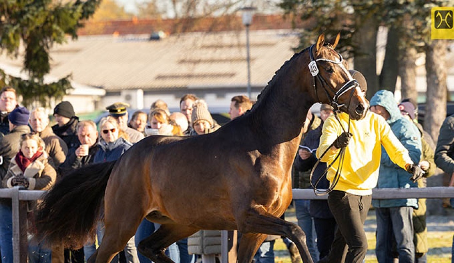 Søbakkehus Danny Ocean at the 2025 Hanoverian Stallion Licensing in Verden last October :: Photo © Hannoveraner Verband