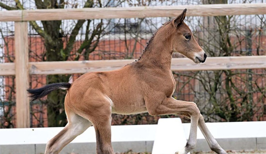 Espoire Gold (by Escolar out of OLHPrSt. Weihe’s Happiness OLD (by Dynamic Dream – Sir Donnerhall I – Don Schufro))