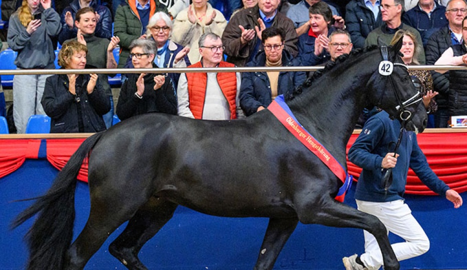 The 2025 Oldenburg Licensing champion Barnsley (by Bonds x Diamond Hit) :: Photo © Equitaris