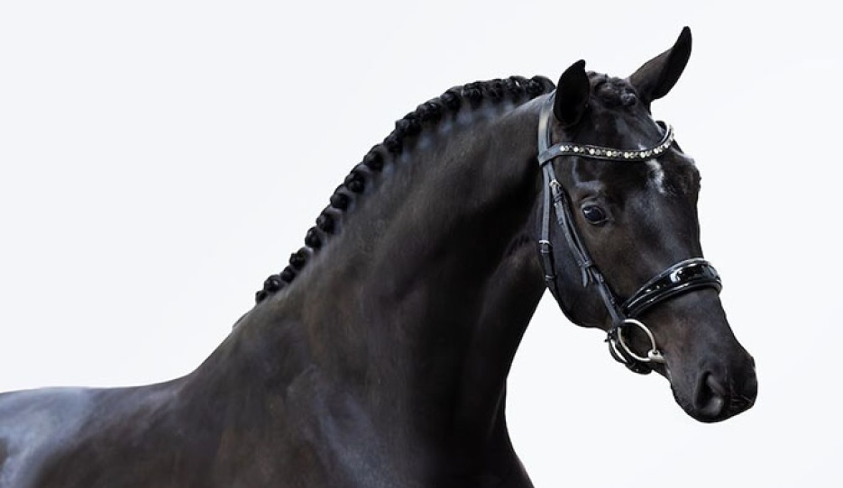 TumTum (by Dark Rousseau out of the full sister to Jovian (by Apache x Tango) :: Photo © Equigeniek
