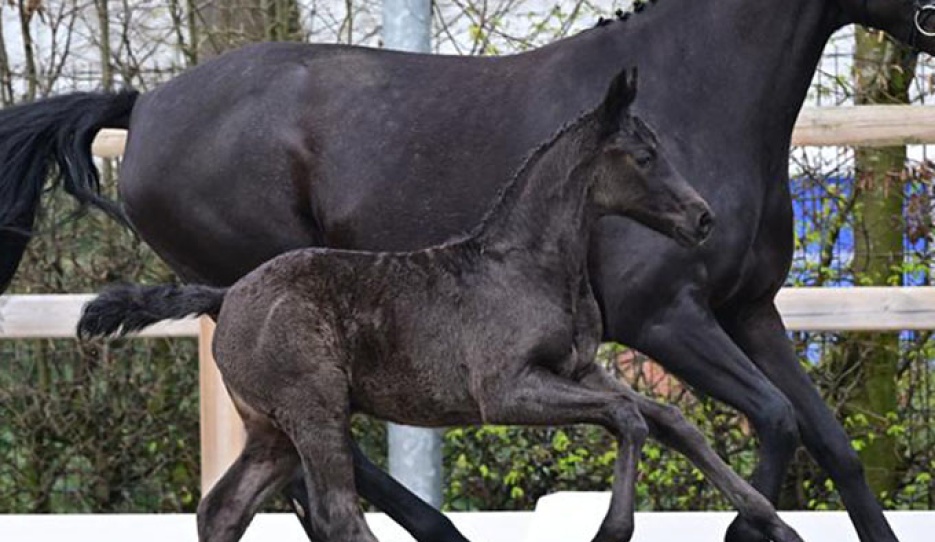 Valeria (by Verbier x De Niro)