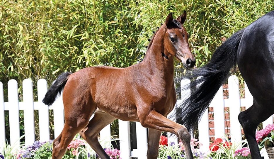 Veilchen (by Viva Vitalis x Fahrenheit)