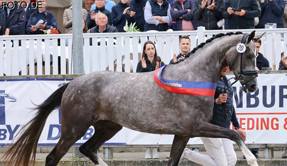 Benaira MB is the 2026 Oldenburg Elite Mare Champion :: Photo © LL-foto