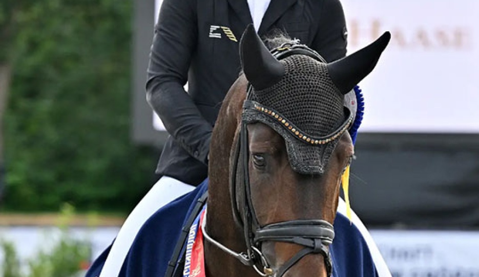 Brandi Roenick on the 4-year old stallion Dynamite (by  Debutant x Feinrich) :: Photo © OLD art