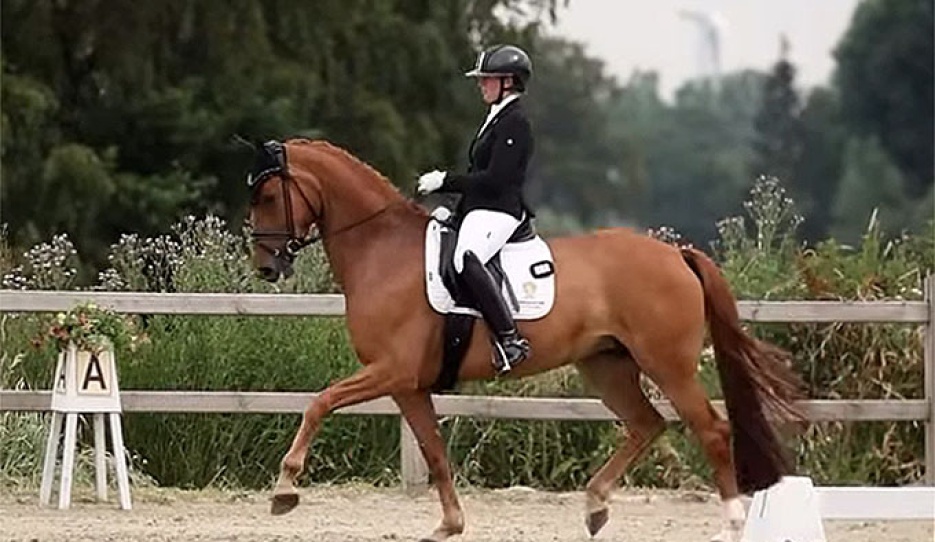 German Evelyn Eger on Bruns & Stamp's BWP bred Secret's Weapon at the Belgian WCYH selection trial in Vrasene