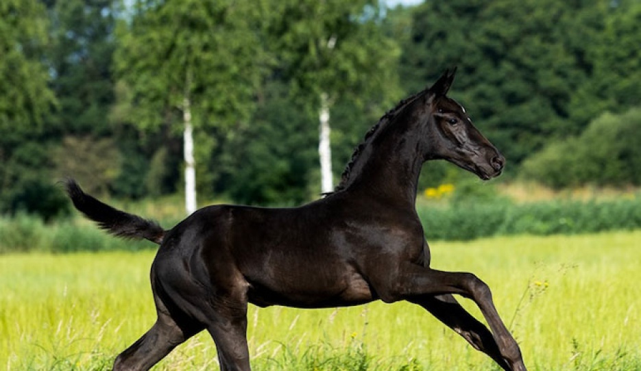 Wymanda van 't Studutch (by Sandro Hit x   Toto Jr)
