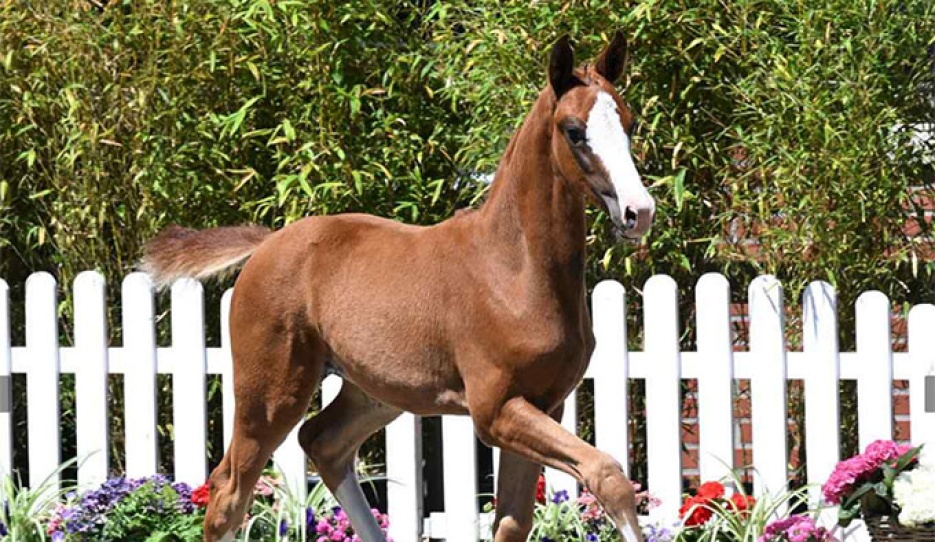 Donna Dijara (by Donkey Boss x Benicio)