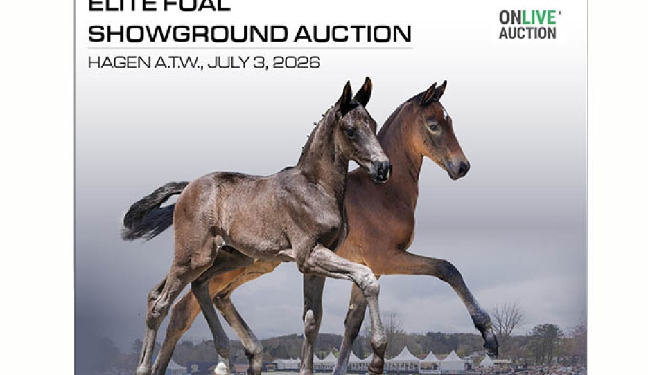 Oldenburg Elite Foals Take the Stage in Hagen – Auction on Friday Evening