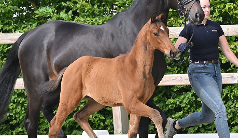 Jackpot (by Johnson x Glamourdale x Furstenball)