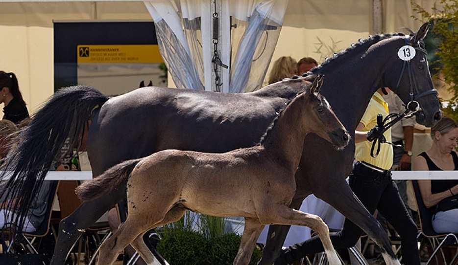 Salvatore (by Secret x Don Martillo) :: Photo © Hannoveraner Verband