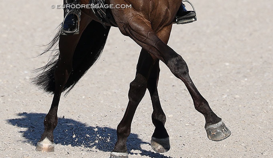Half passes are often ridden in medium and extended trot at elite high performance level :: Photo © Astrid Appels