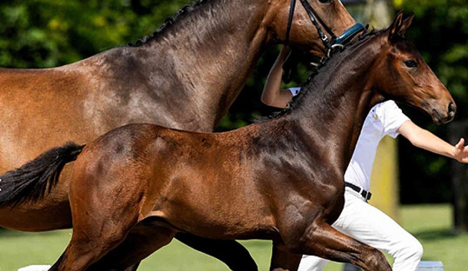 Wingman van de Nethe (by Grey Tonic x Belissimo)