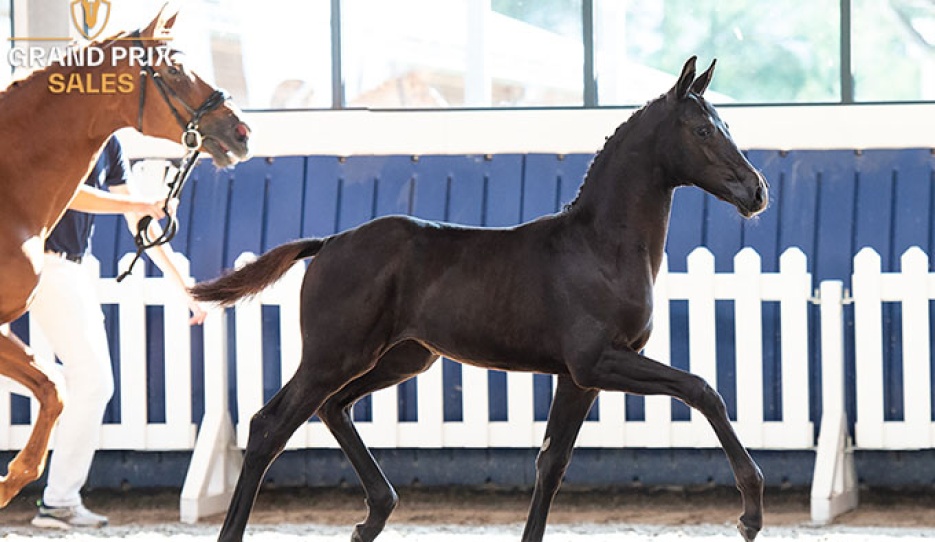 Wara Morka (McLaren x Toto Jr) filly