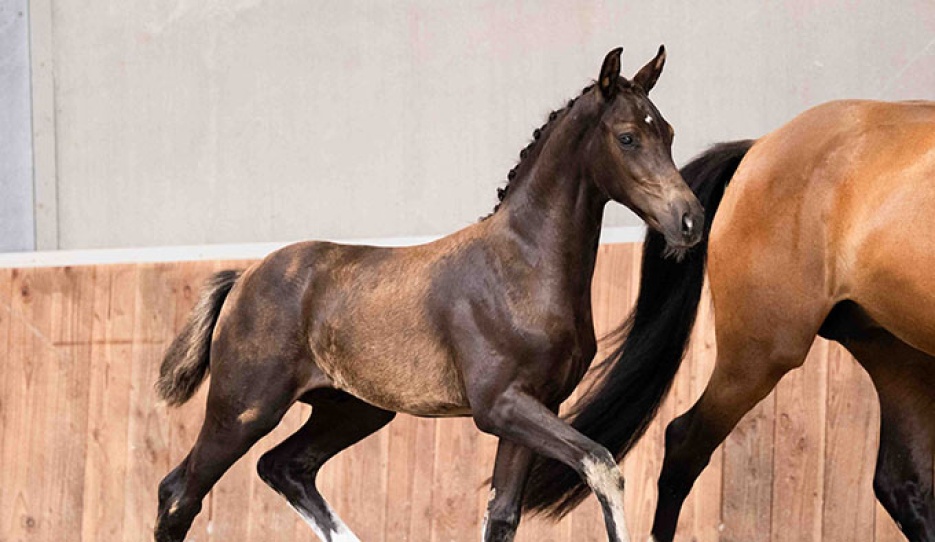 Wa-Sarai TS (by Sarai L) :: Photo © AdW Fotografie