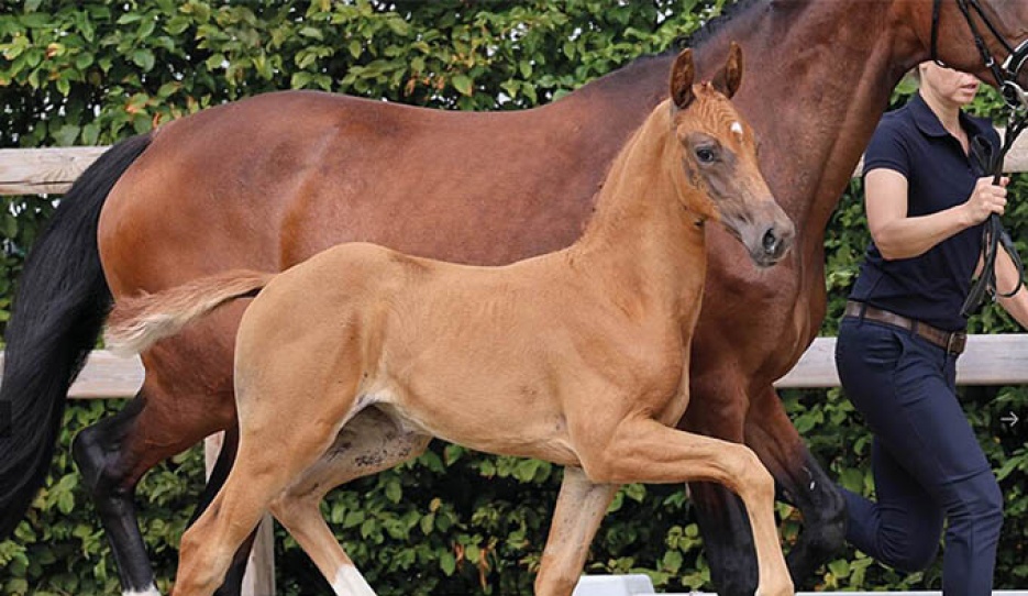 Le Papillon M (by La Paix x Vitalis) 