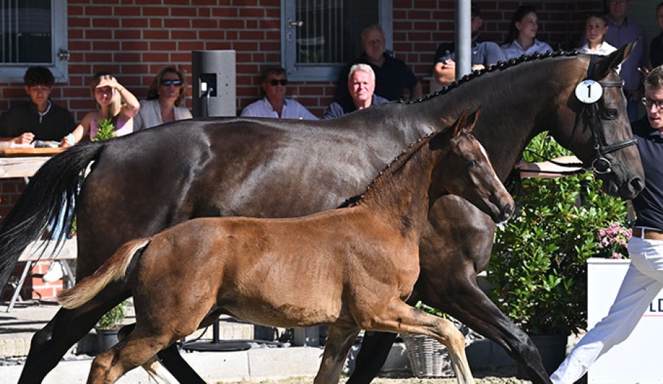 Vespasian at the 2026 Oldenburg Elite Foal Auction :: Photo © OLD Art