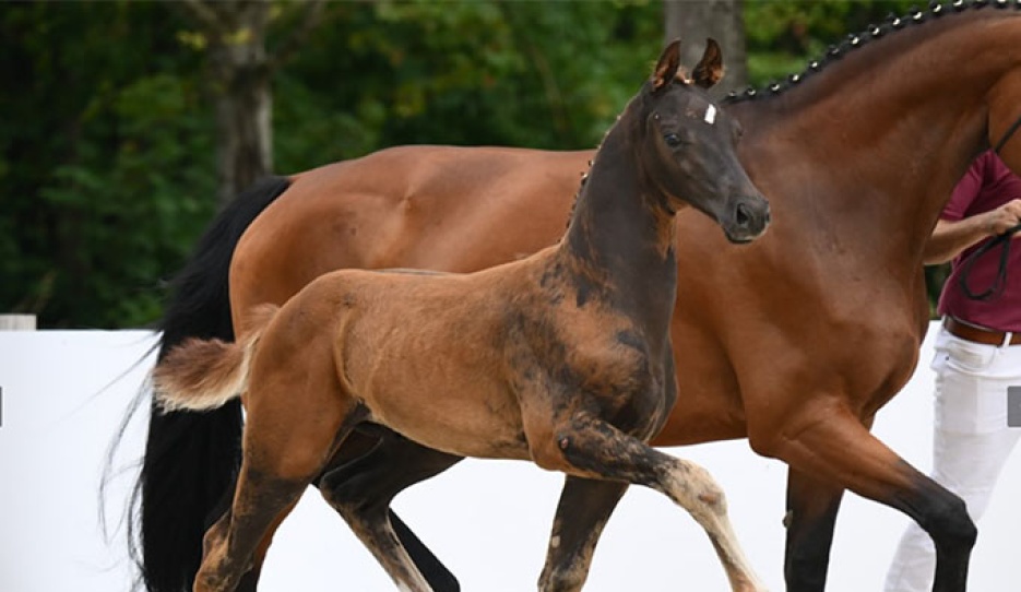 Viva Amor (by Viva Vegas x Furst Romancier)