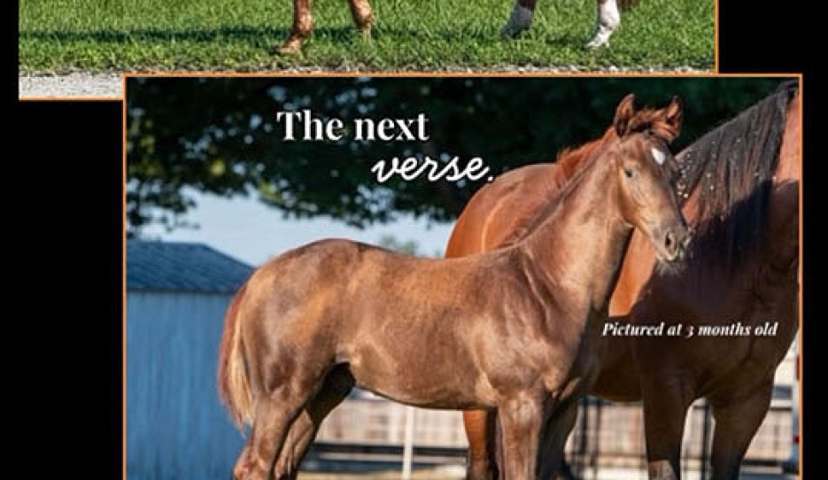 Bohemian and Rhapsody at Zen Elite Equestrian