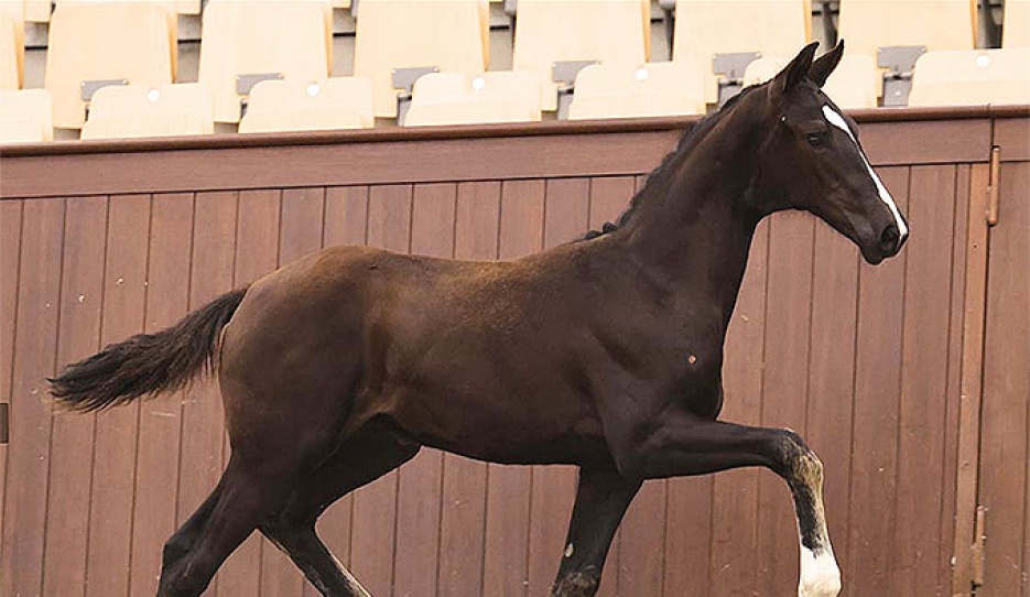 Golden Goddess Pilekaer (by Vitalis x Goldfinger VDT) 